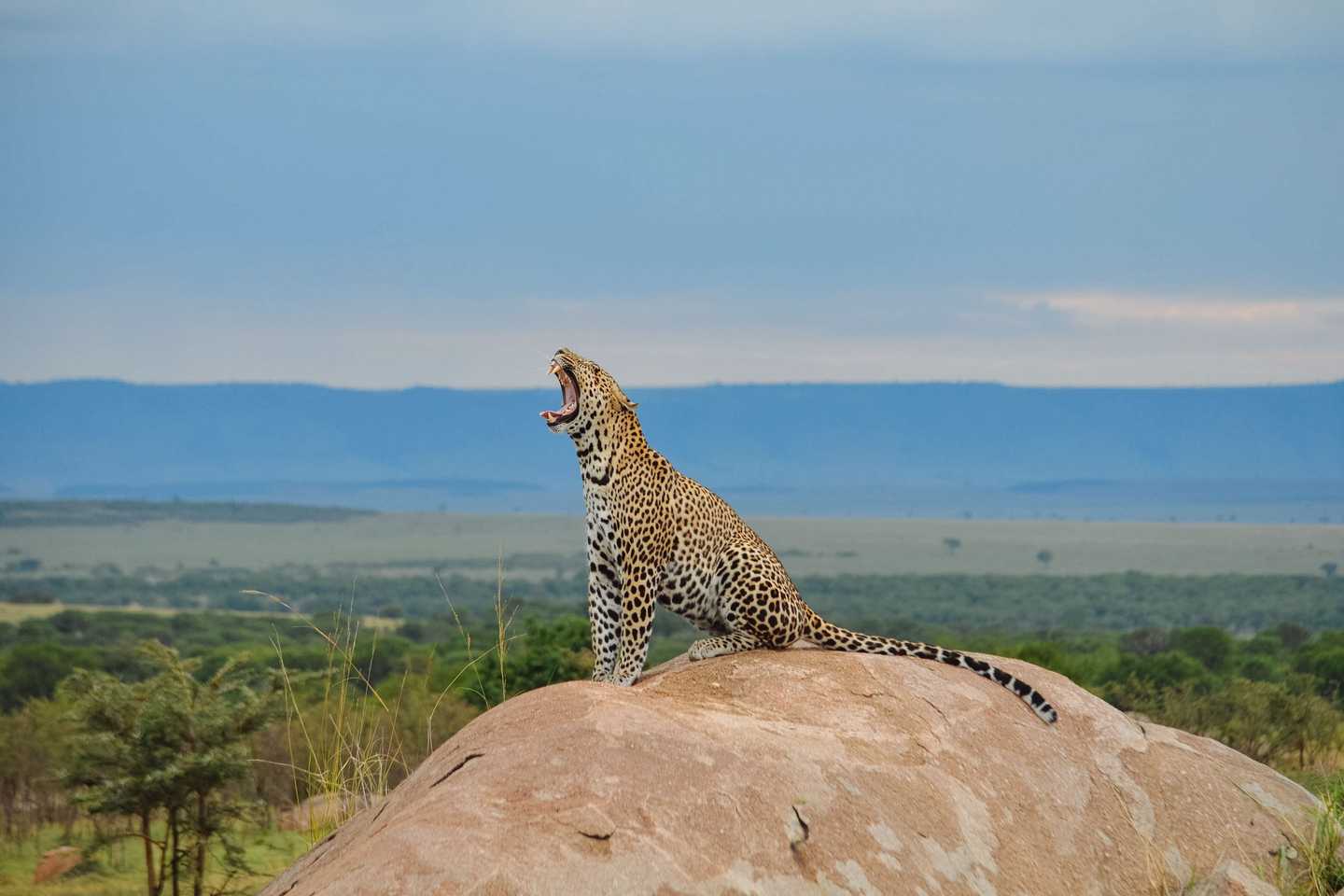 Tanzania Serengeti Olakira Camp 