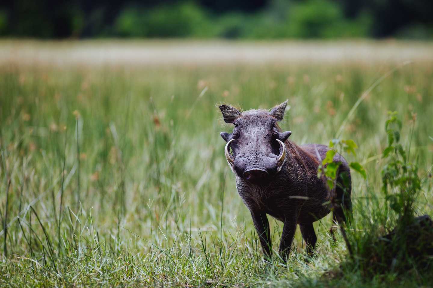 Green season, warthog, kwando, okavango