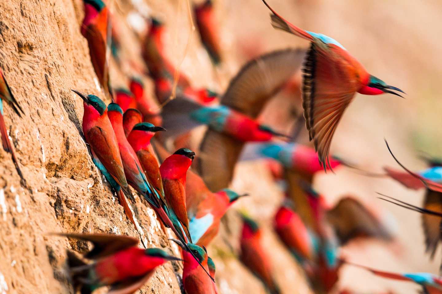 Green season, bee eater birds, zambia