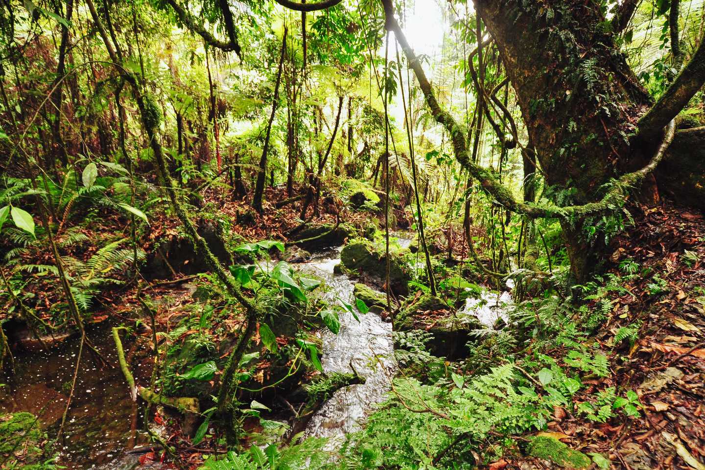 Sanctuary Gorilla Forest Camp, Africa; Uganda;