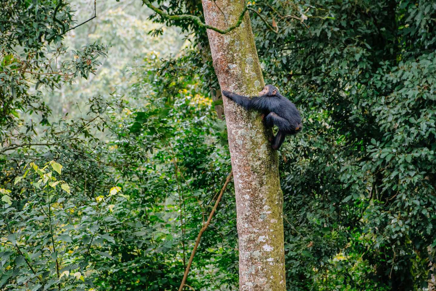 Chimpanzee, Nyungwe Forest National Park, Rwanda