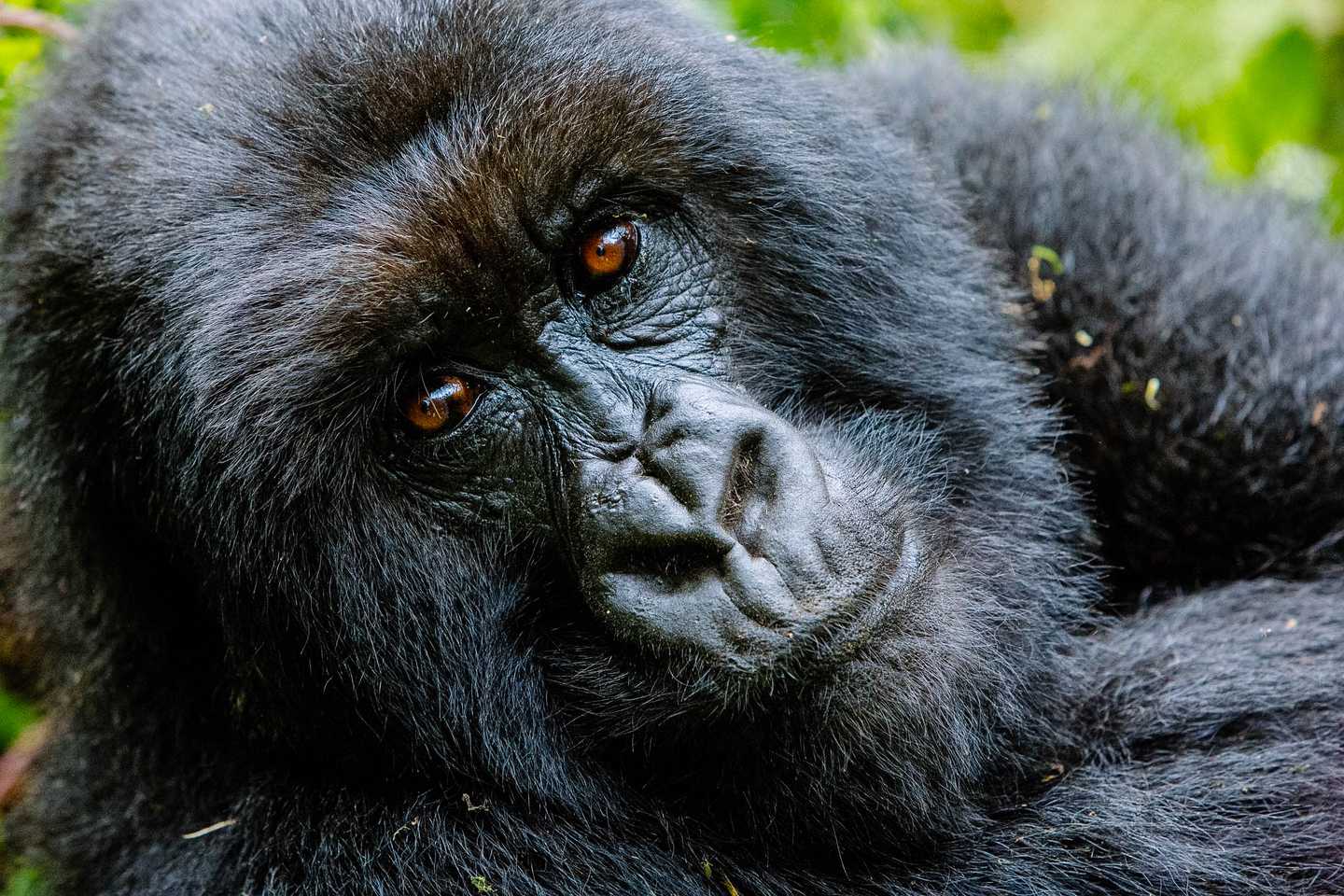 gorilla trek, Africa