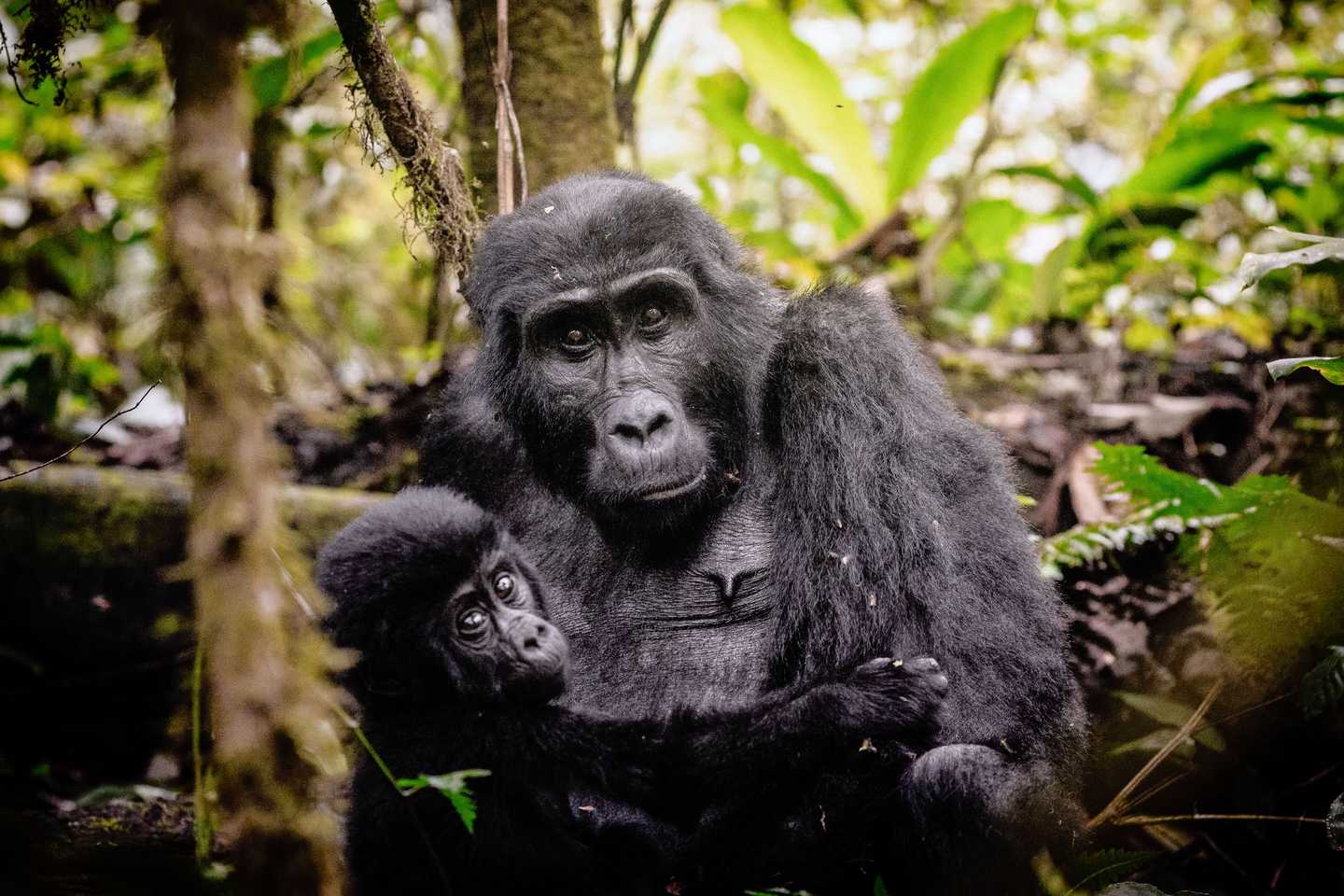 Gorilla, Uganda, Sanctuary Gorilla Forest Camp