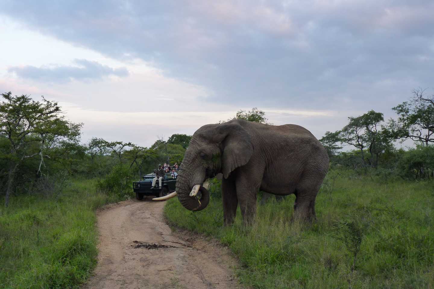 game drive, elephant, Kruger