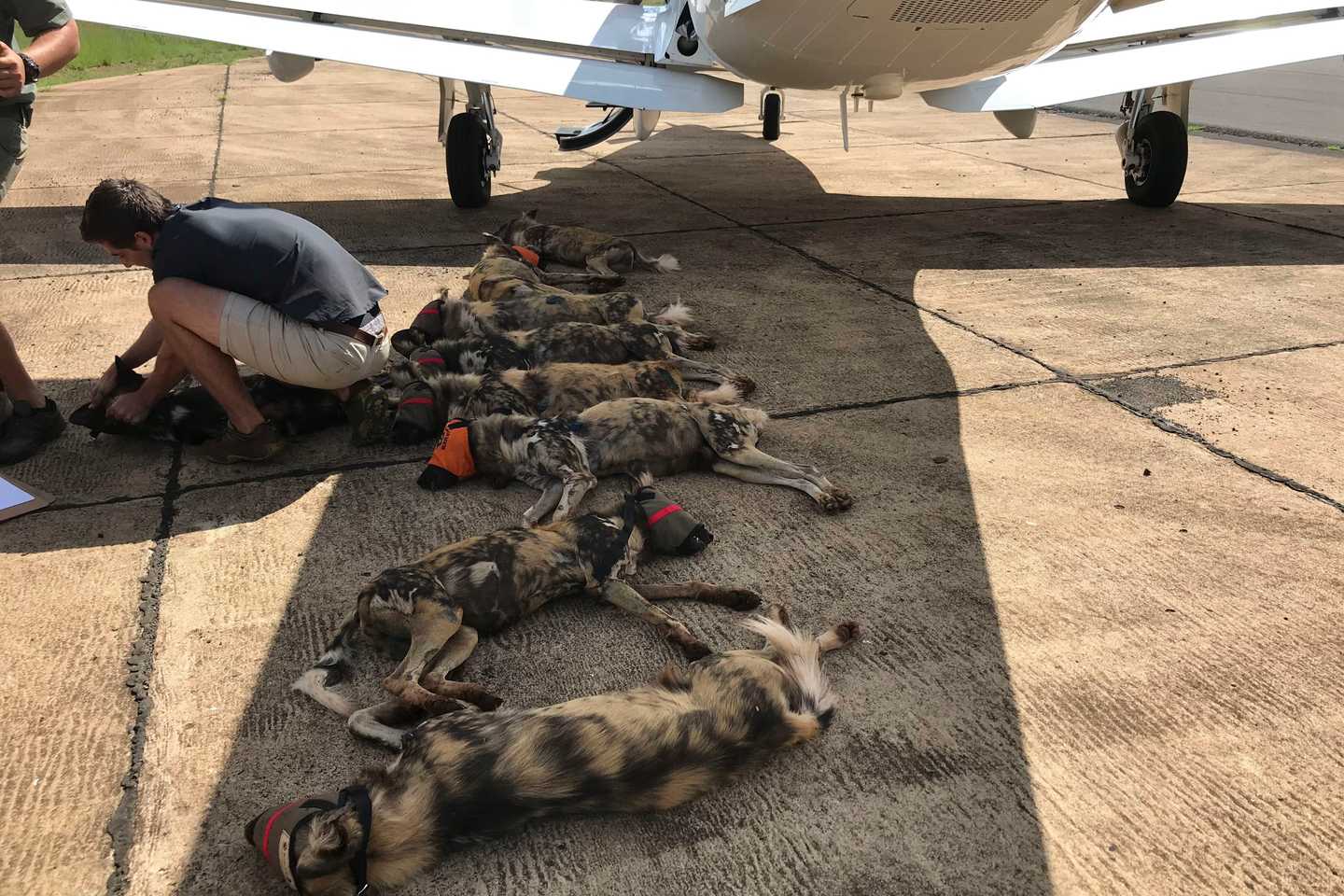 Wild Dogs Mfolozi Gorongoza Mozambique