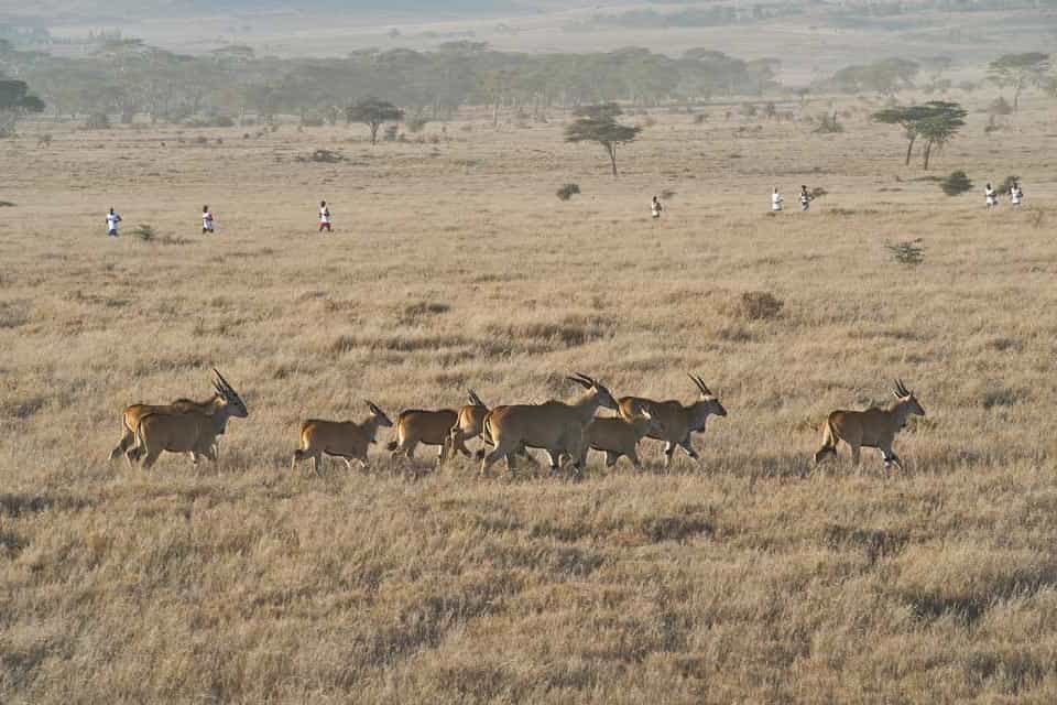 Safaricom Marathon, Lewa Downs, Kenya