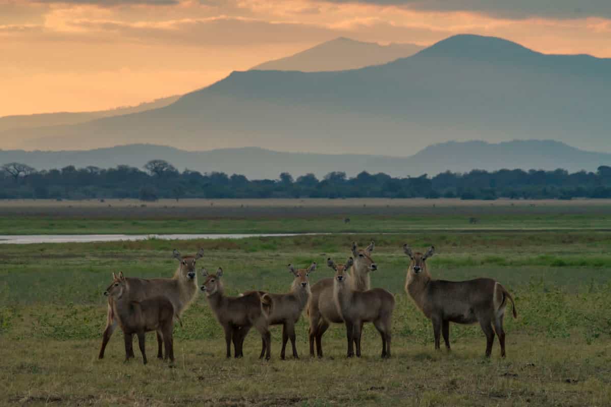 Waterbuck Lake Urema Gorongosa Mozambique