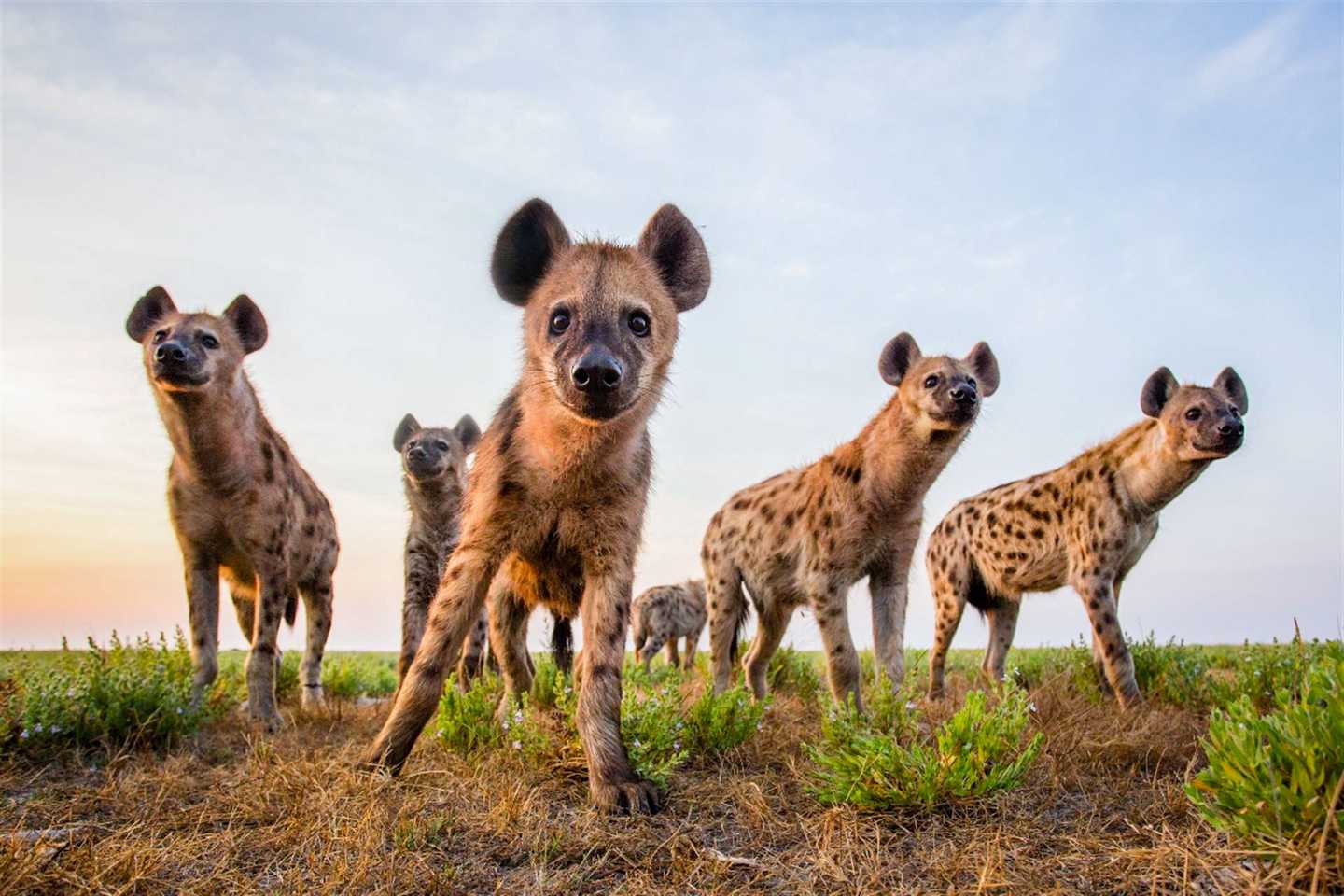 Hyena King Lewanika Liuwa Plains National Park - What to see in Zambia
