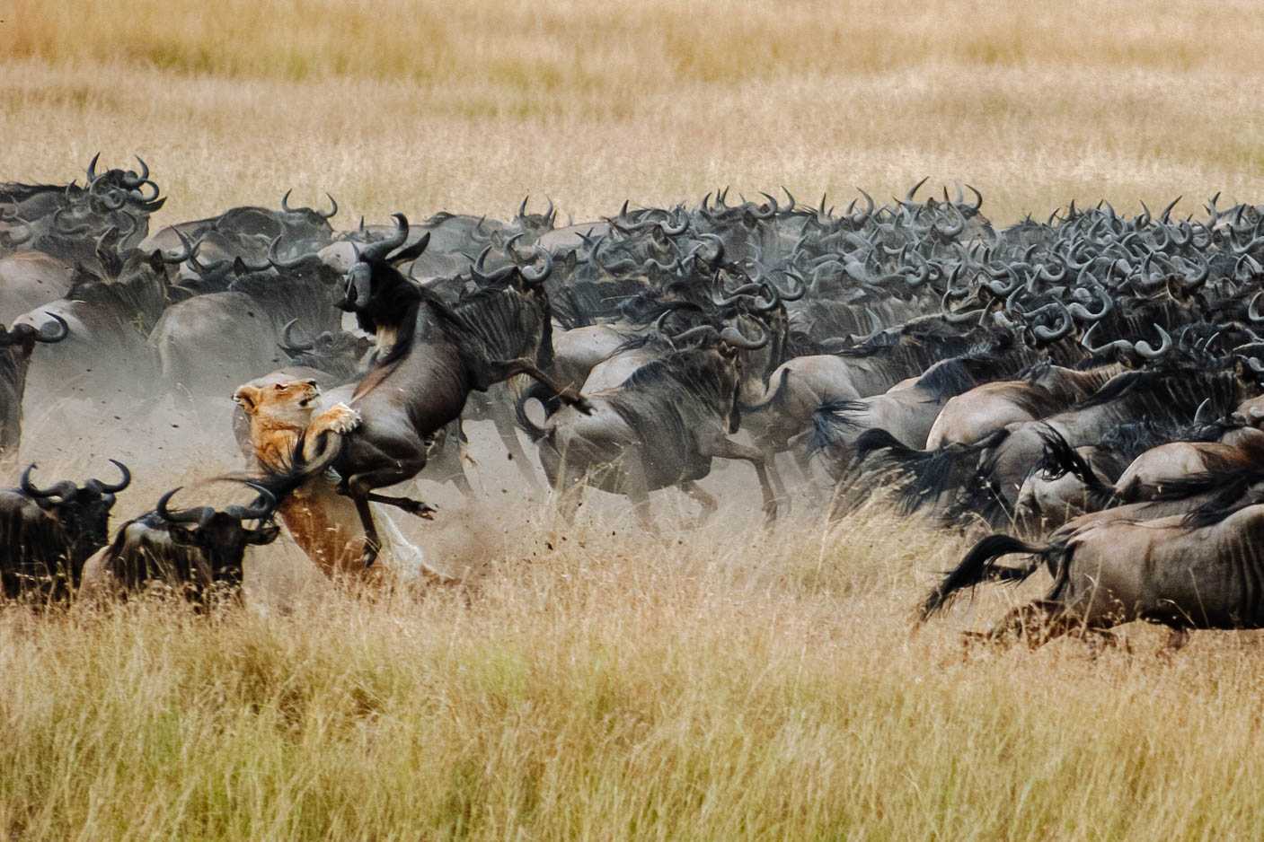 Lion Top safari destinations to see the Big Five