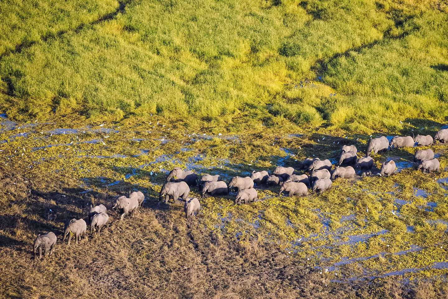 Elephants in Zakouma World Ranger Day