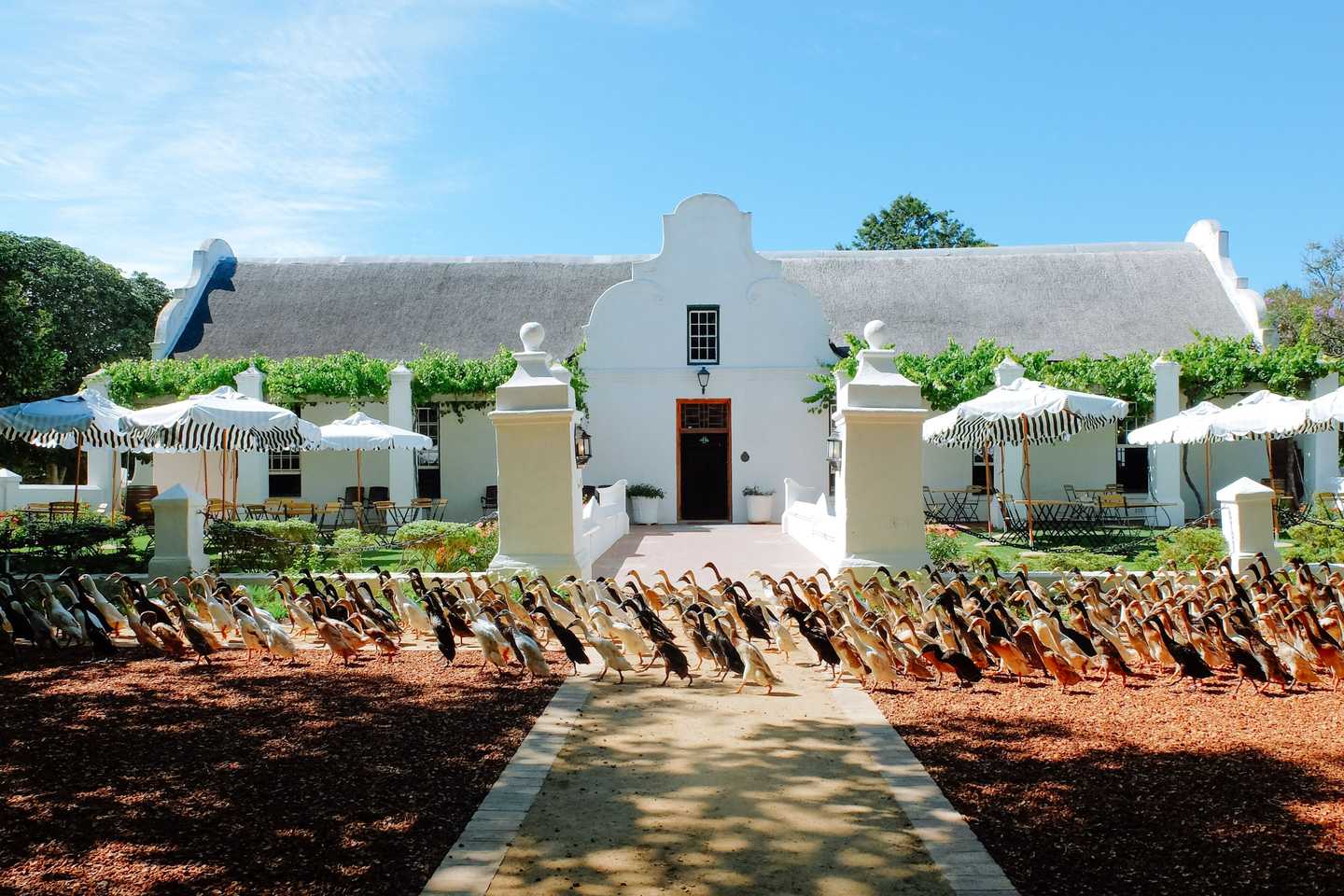 Vergenoegd Family activities in the Cape Winelands