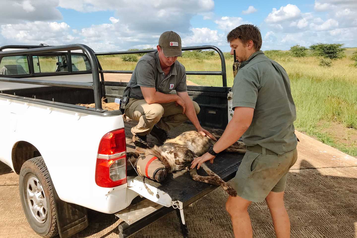 Gorongosa - African Wild Dogs