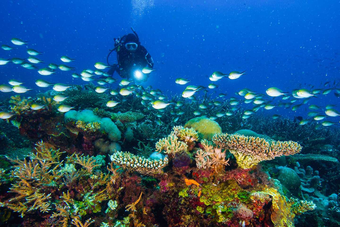 Wonders of Africa - medjumbe island
