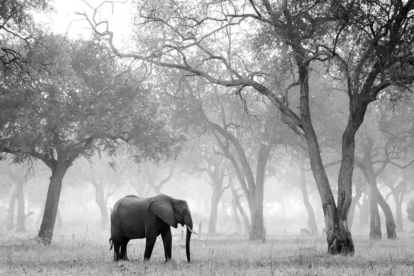 Tips for Photography on Safari - wildlife photography