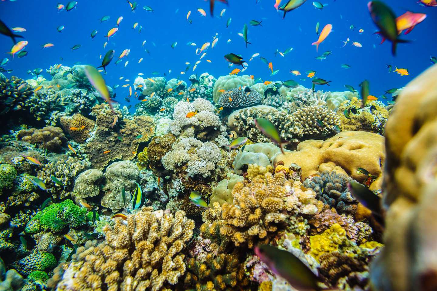 Undiscovered Indian Ocean - pemba island