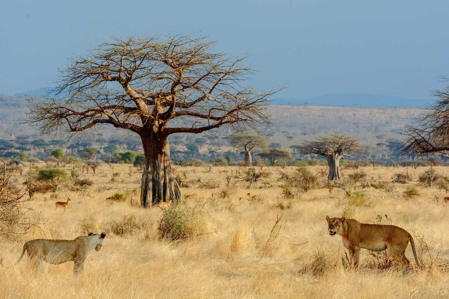 Top Places to See Wild Lions