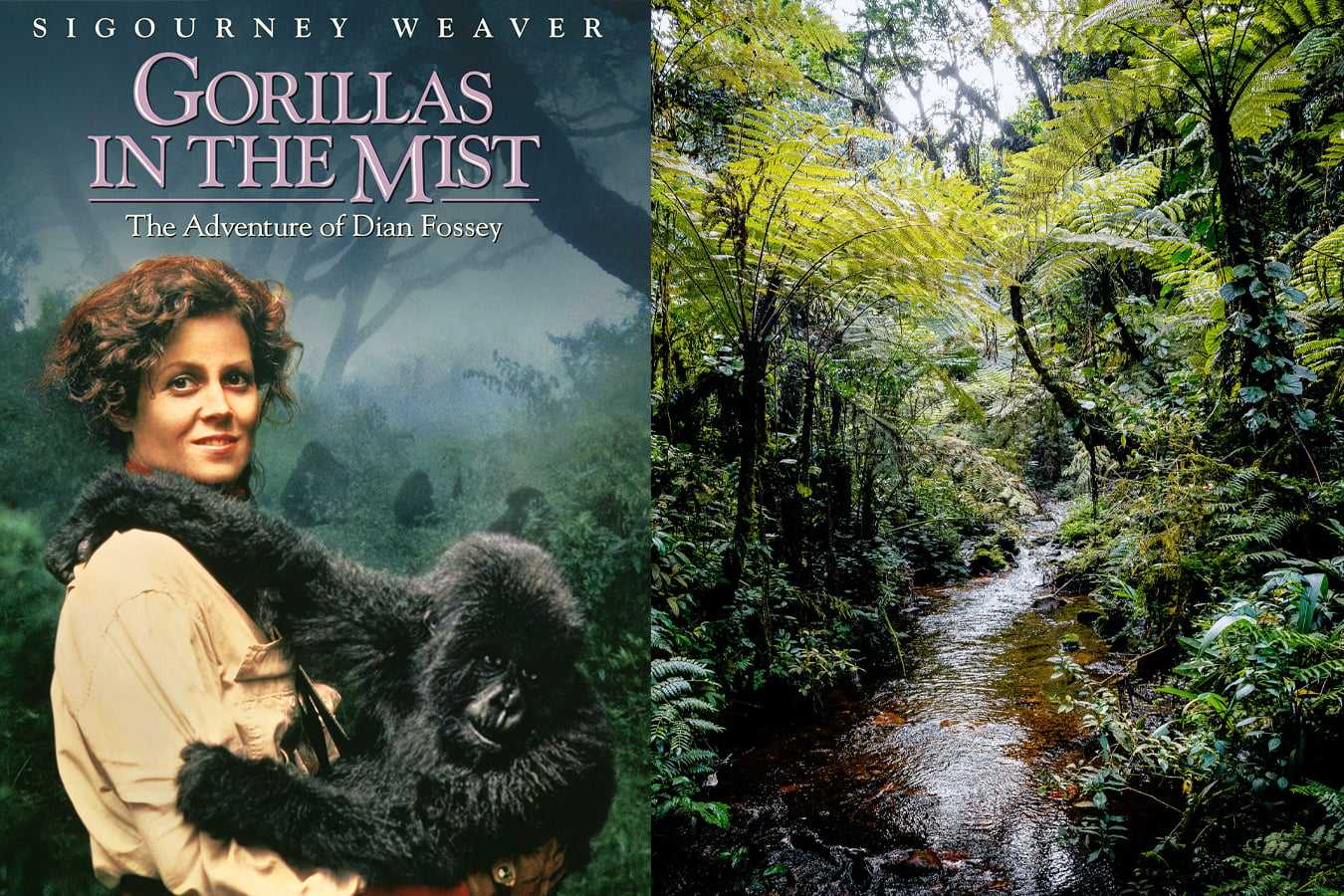 Famous movies filmed in Africa - gorillas in the mist