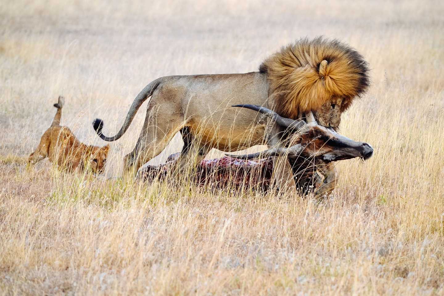 Top Places to See Wild Lions