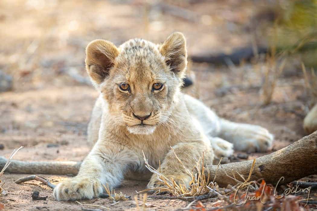 Top Places to See Wild Lions