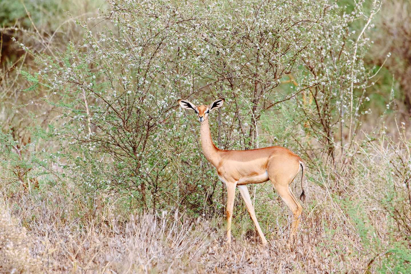 Timbuktu on the road - gerenuk
