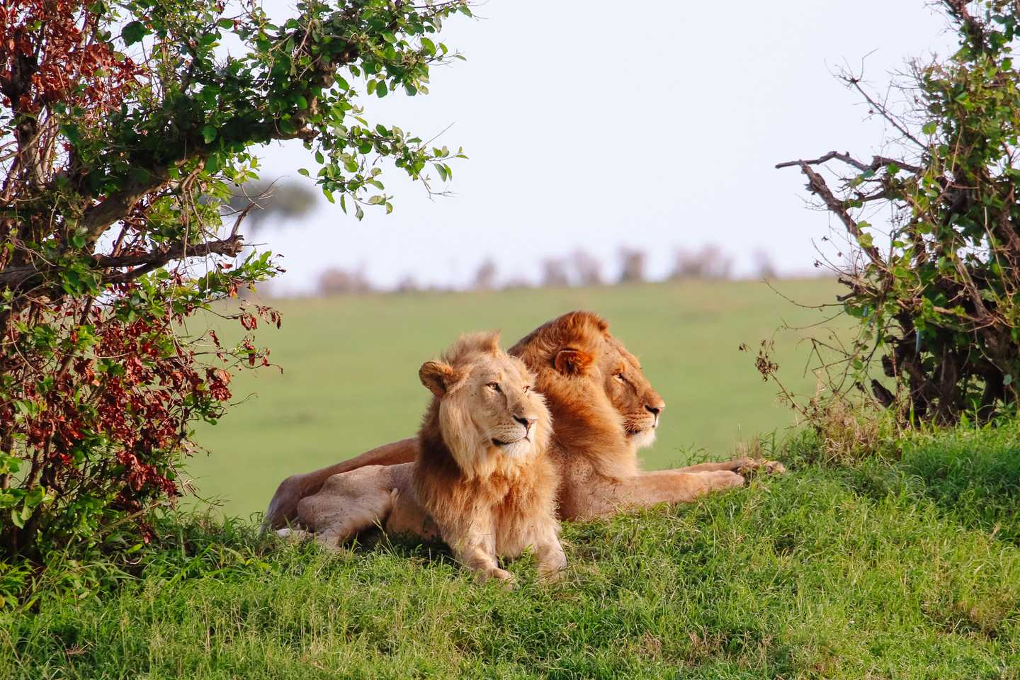 Timbuktu on the road - lion