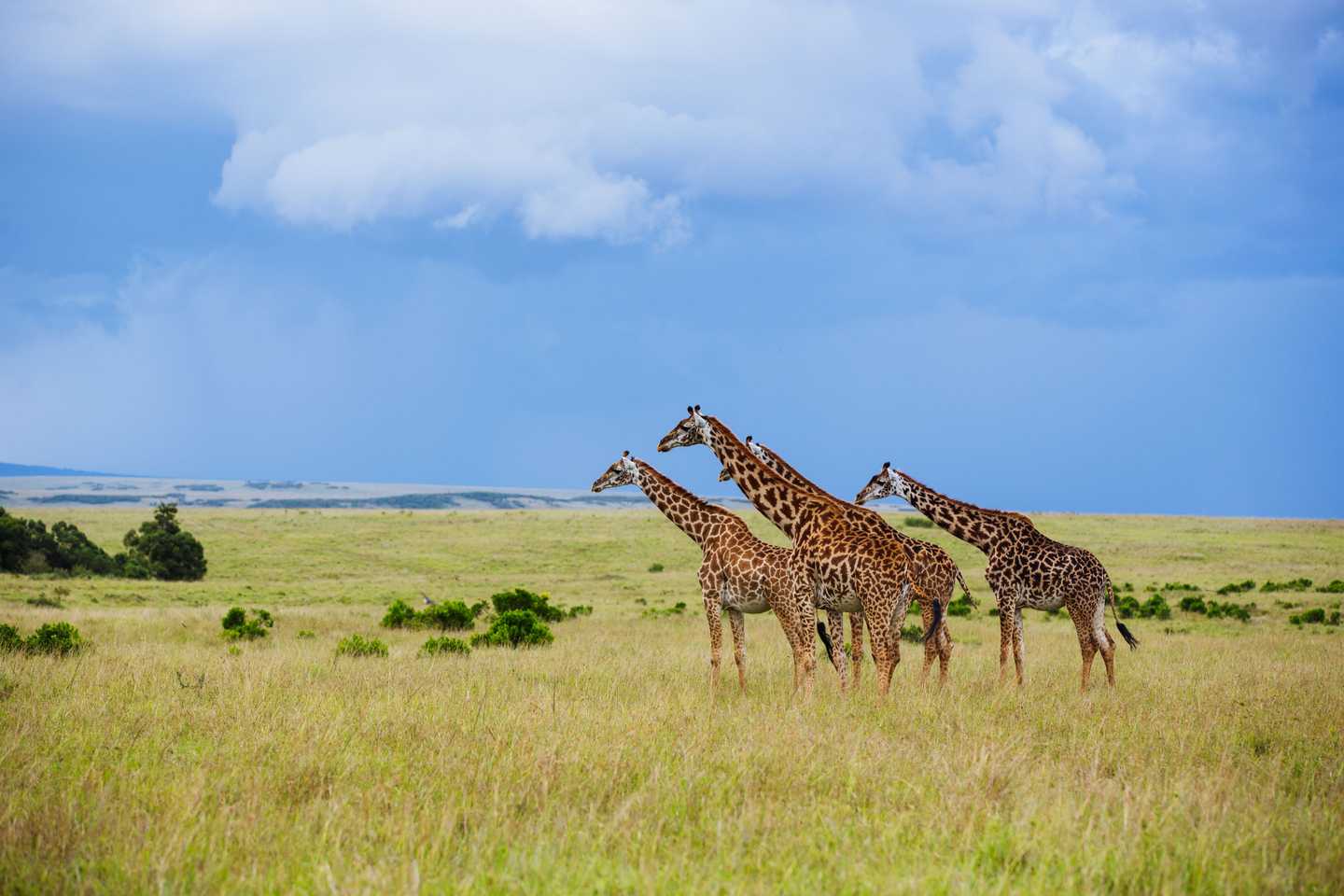 Kenya walking safaris - rekero camp