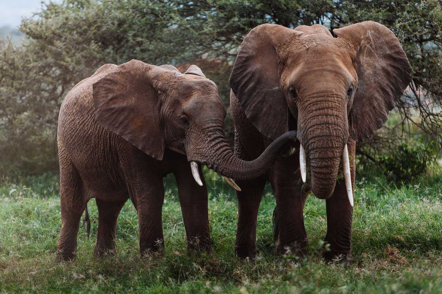 Kenya walking safaris - laikipia