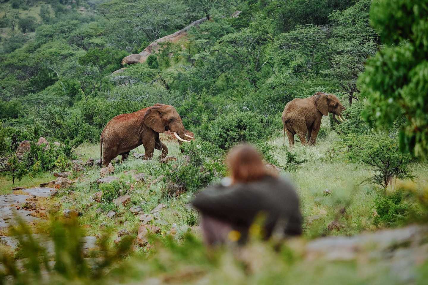 East Africa safari guide - ol lentille