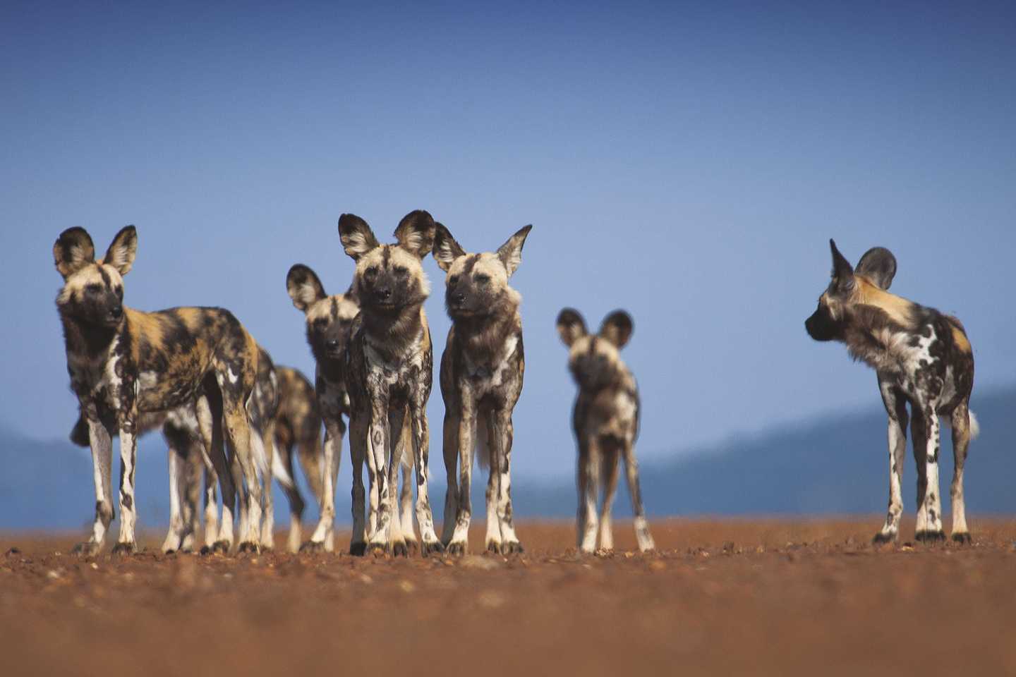 alternative big five animals - wild dog