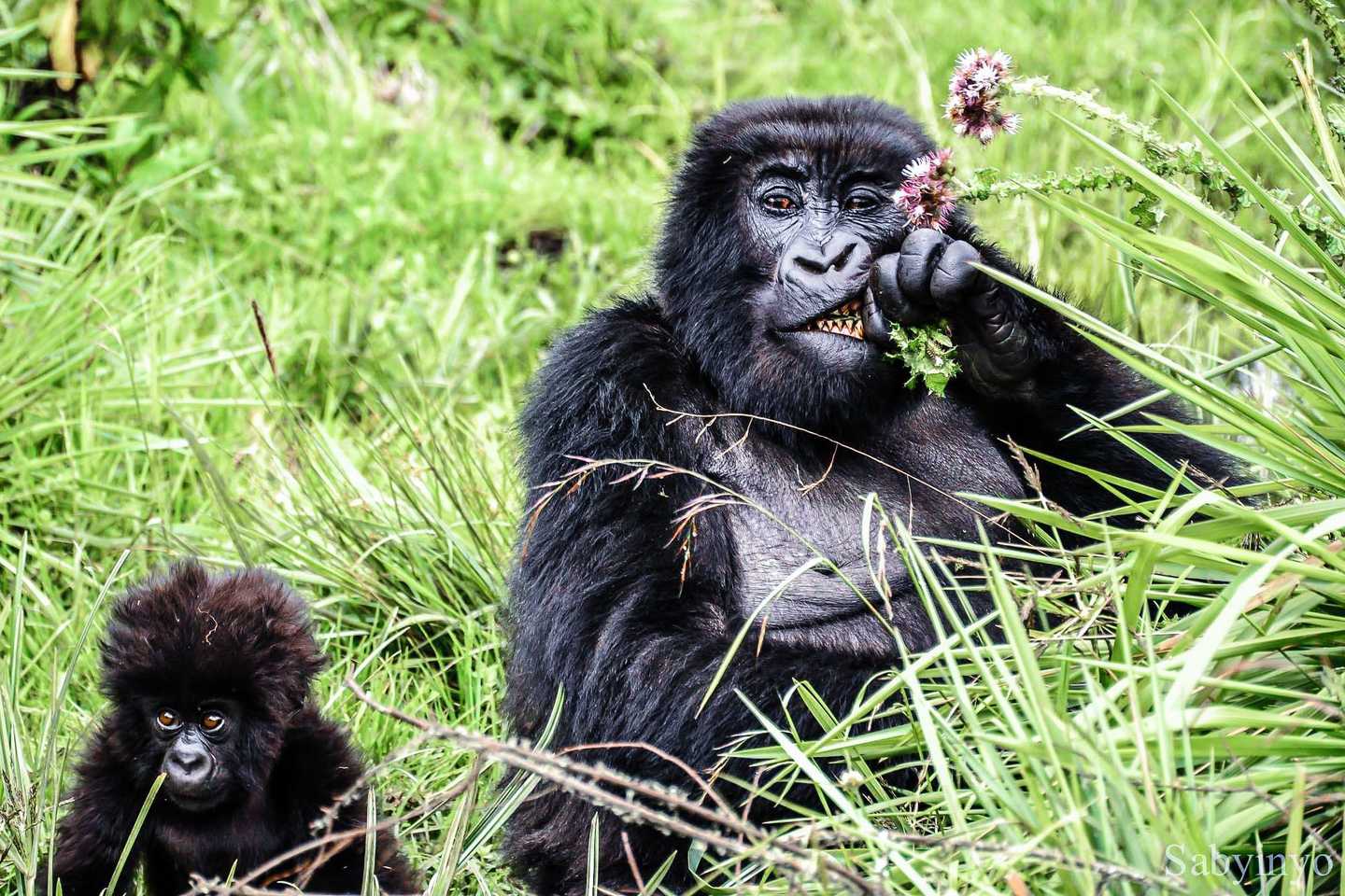 East Africa safari guide - sabyinyo