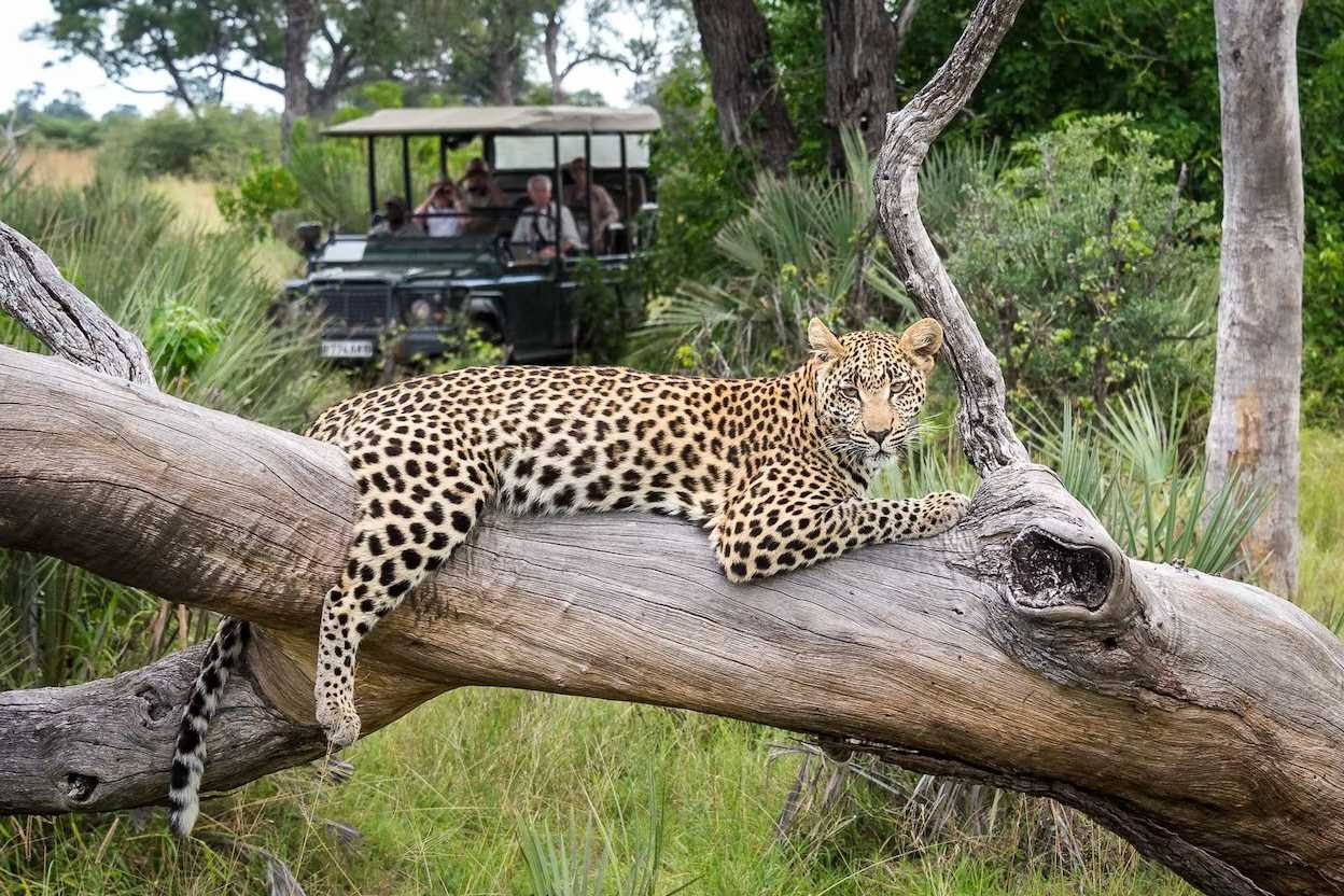 Botswana wildlife 