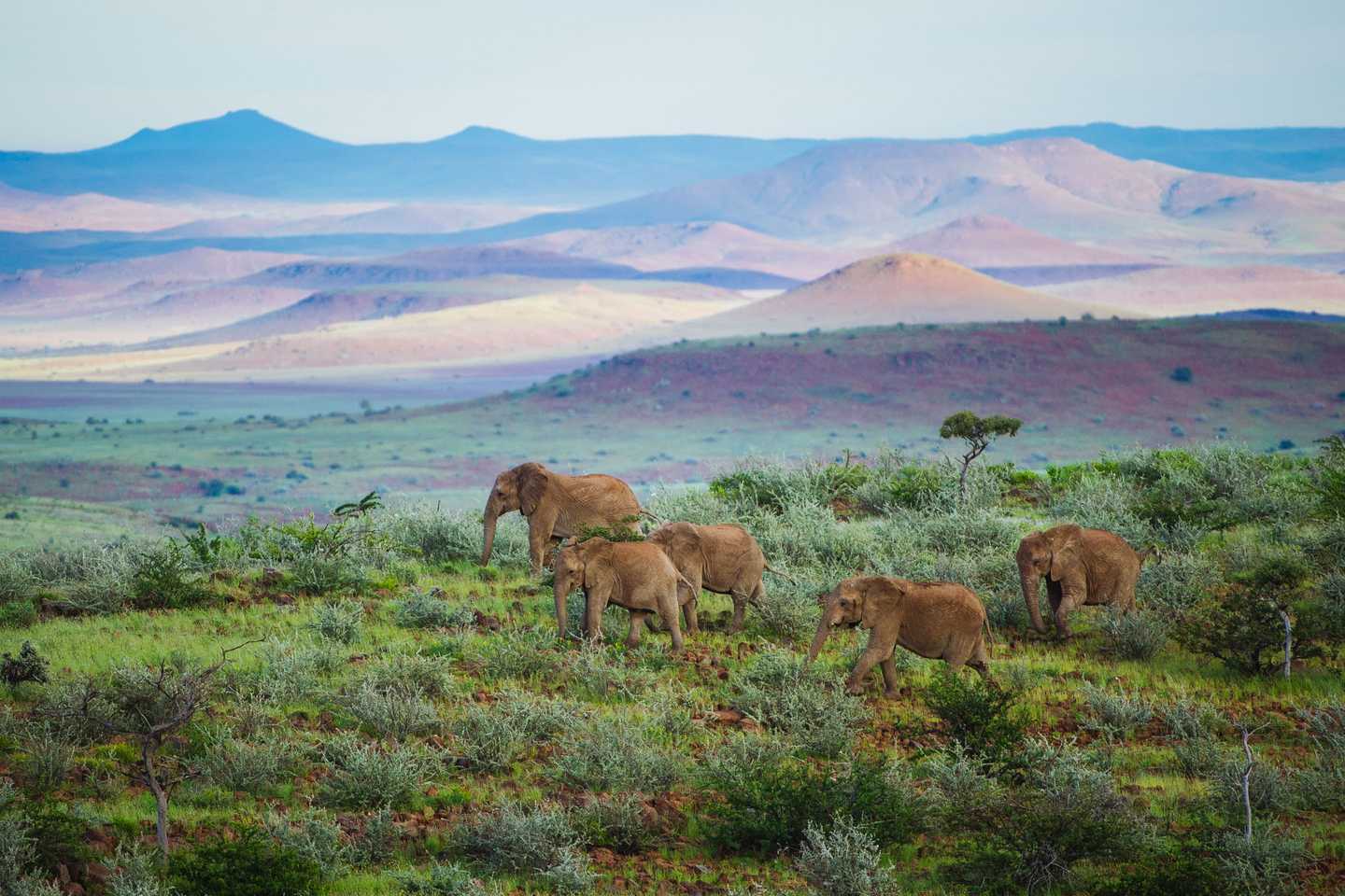 Namibia wildlife