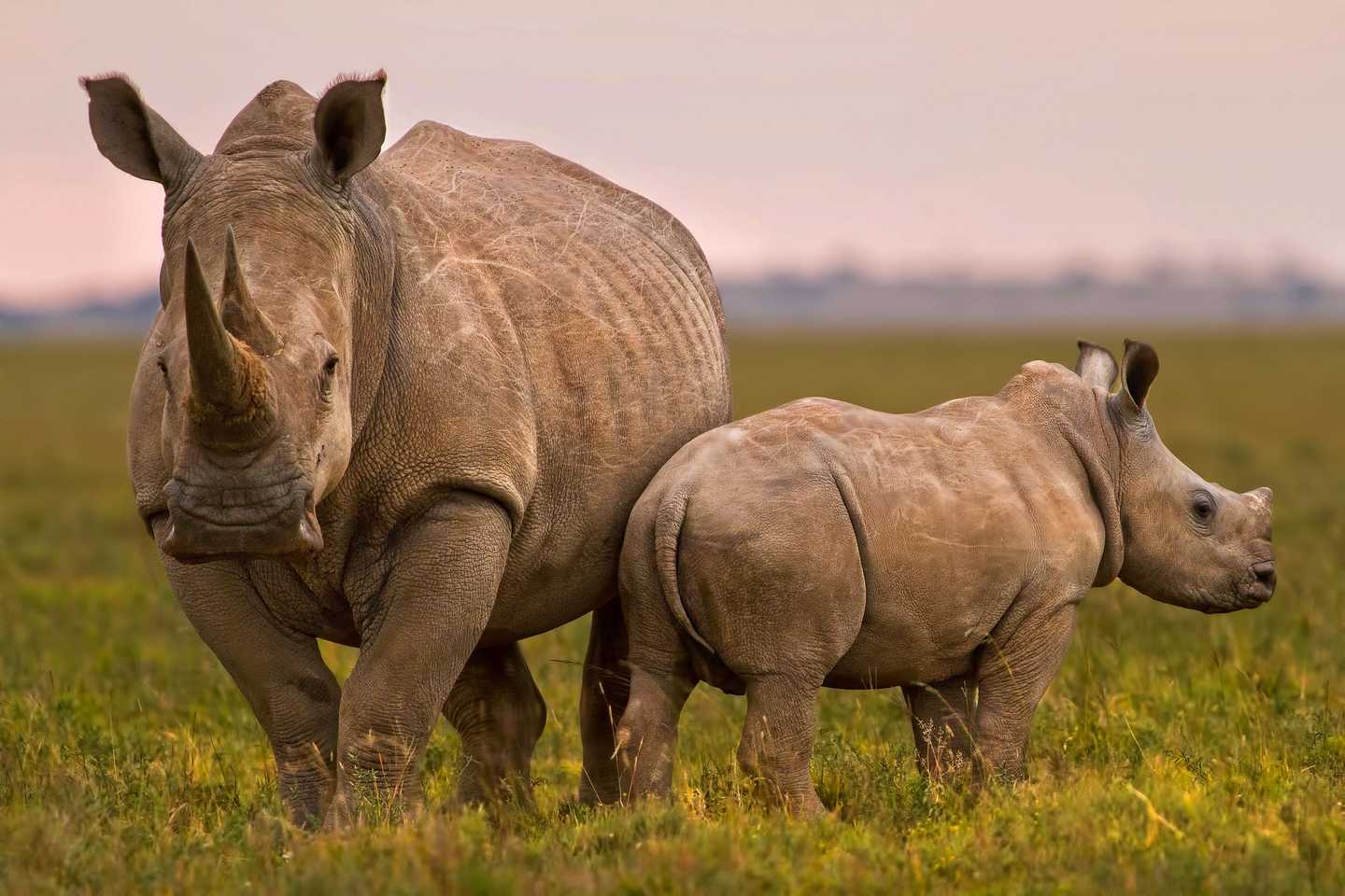 South Africa wildlife