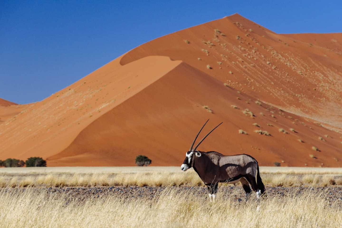 Namibia wildlife