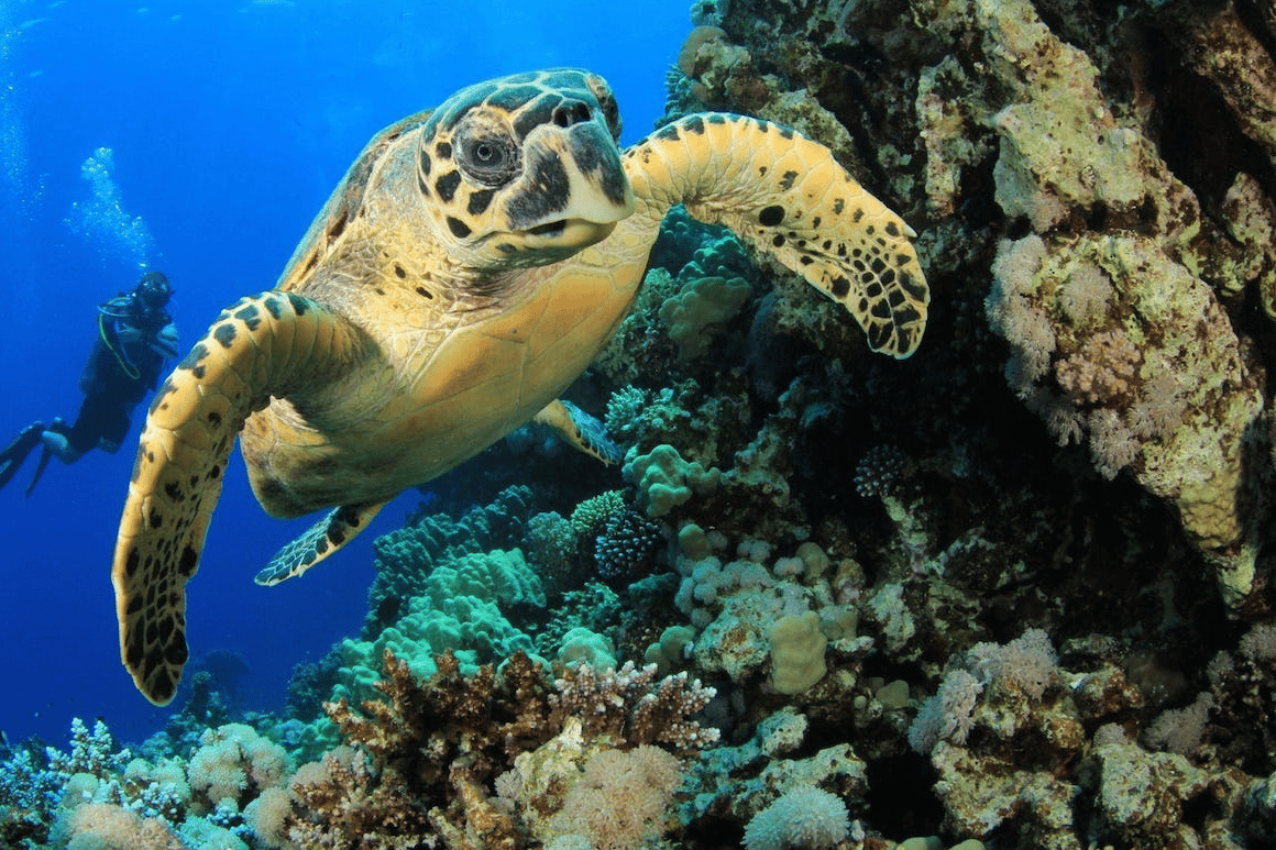 South Africa wildlife