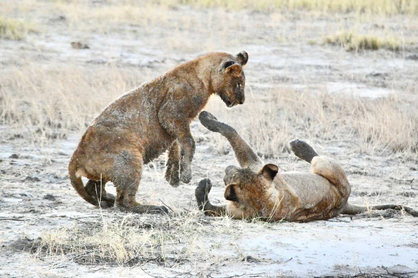 adventure in Botswana