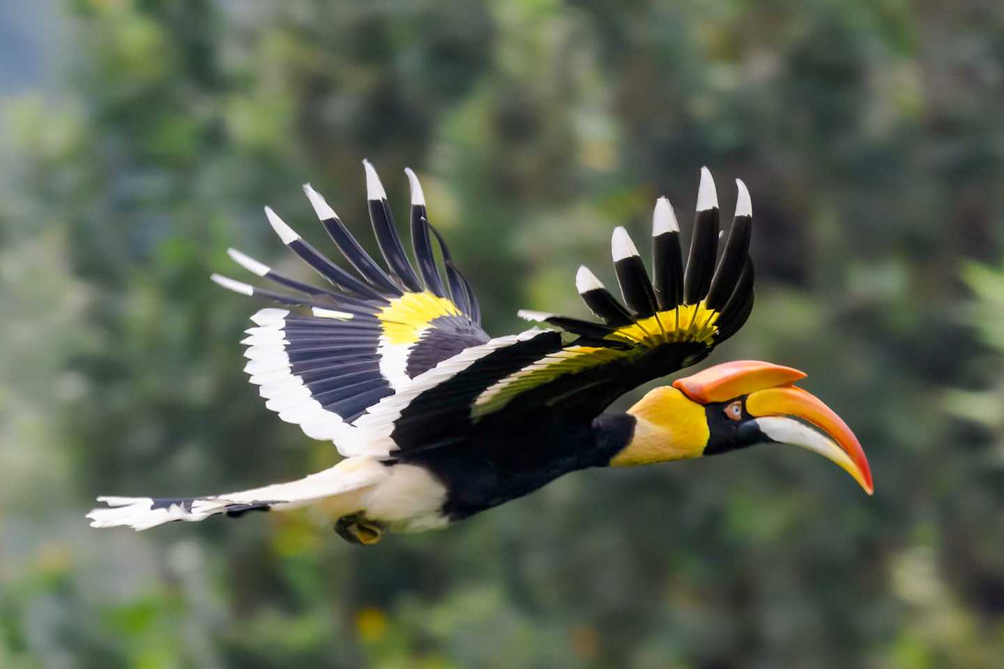 Thailand wildlife guide