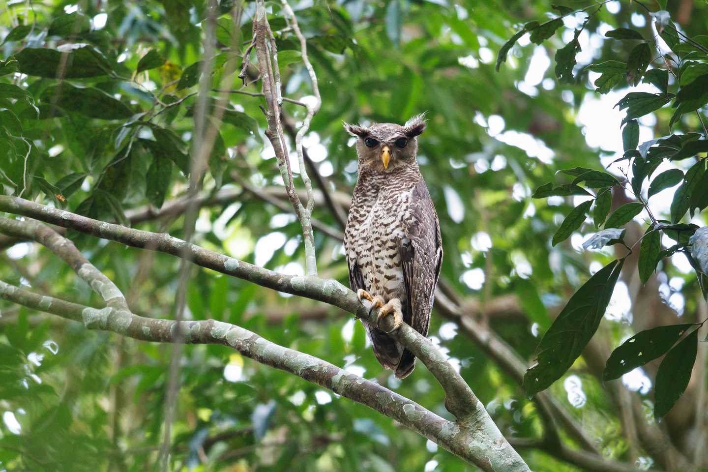 Thailand wildlife guide