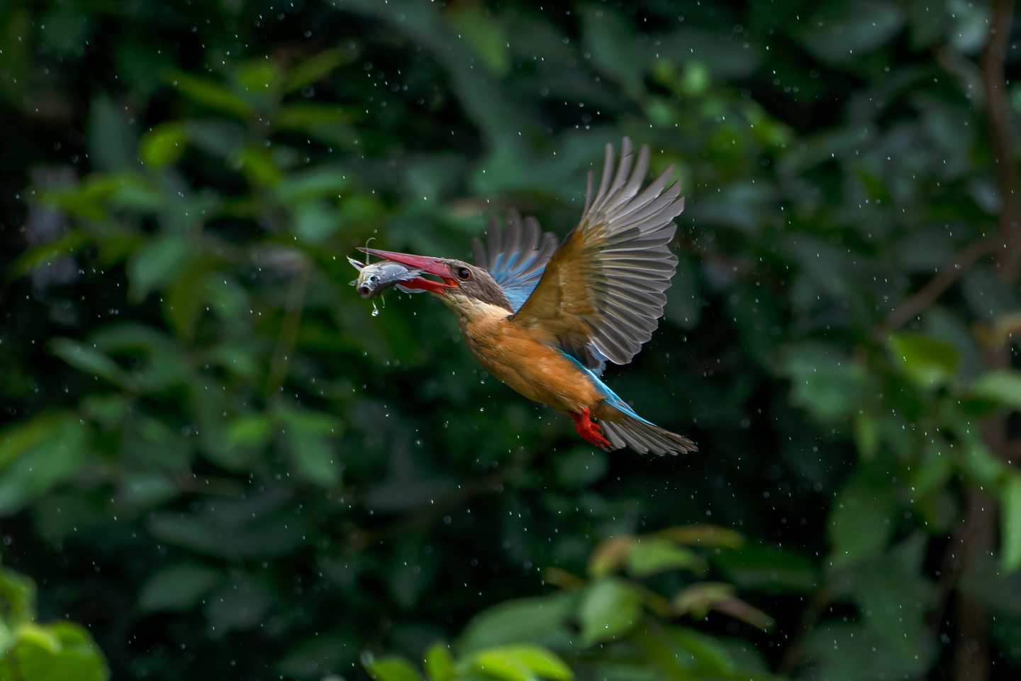 Vietnam wildlife guide