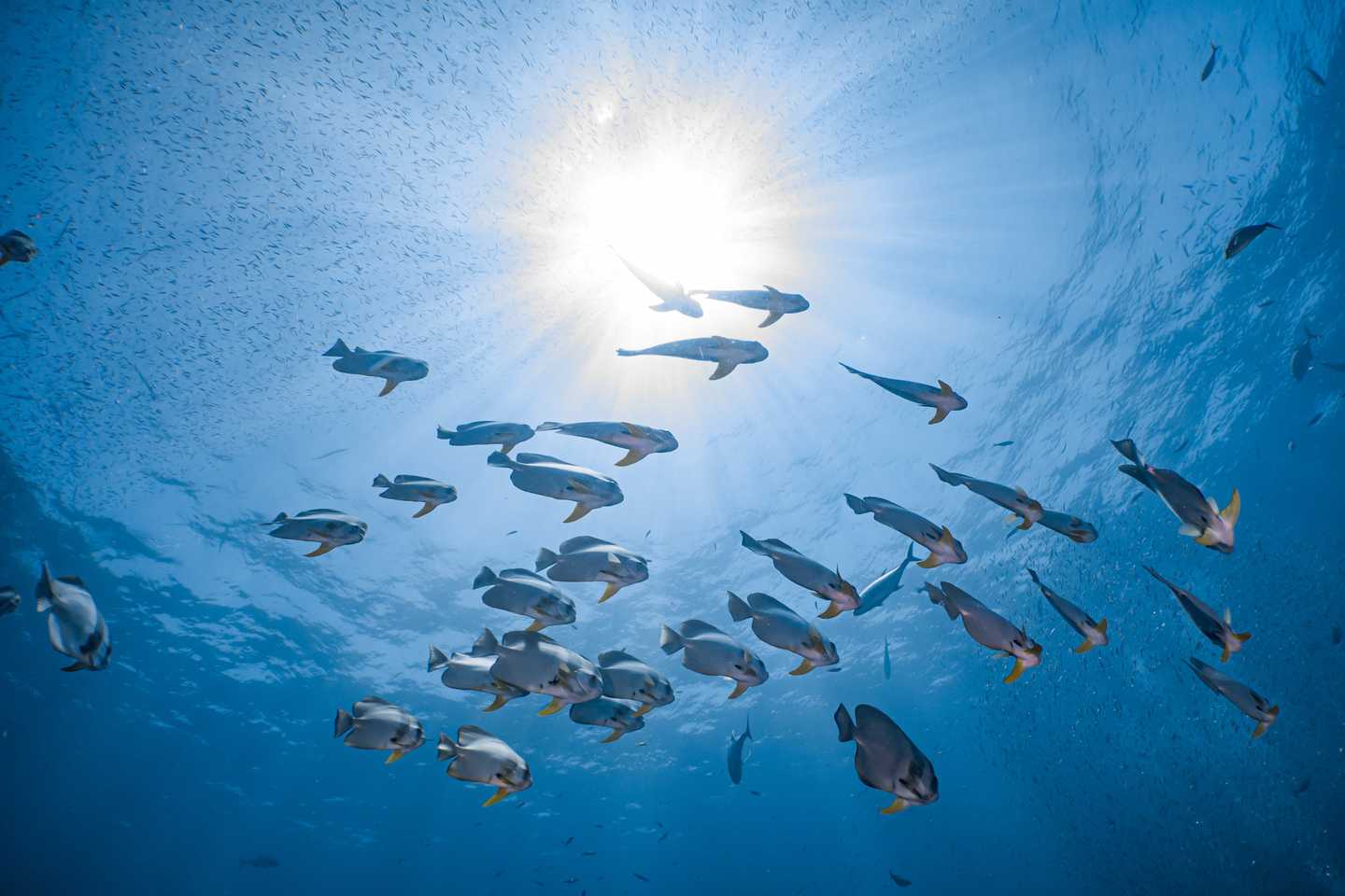 Vietnam wildlife guide