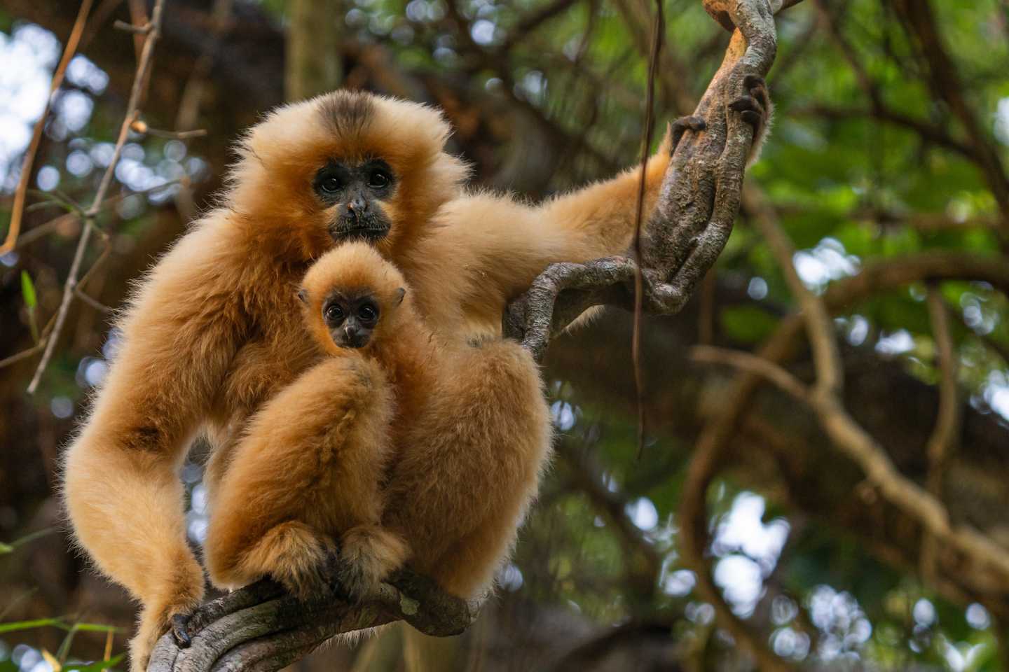 Vietnam wildlife guide