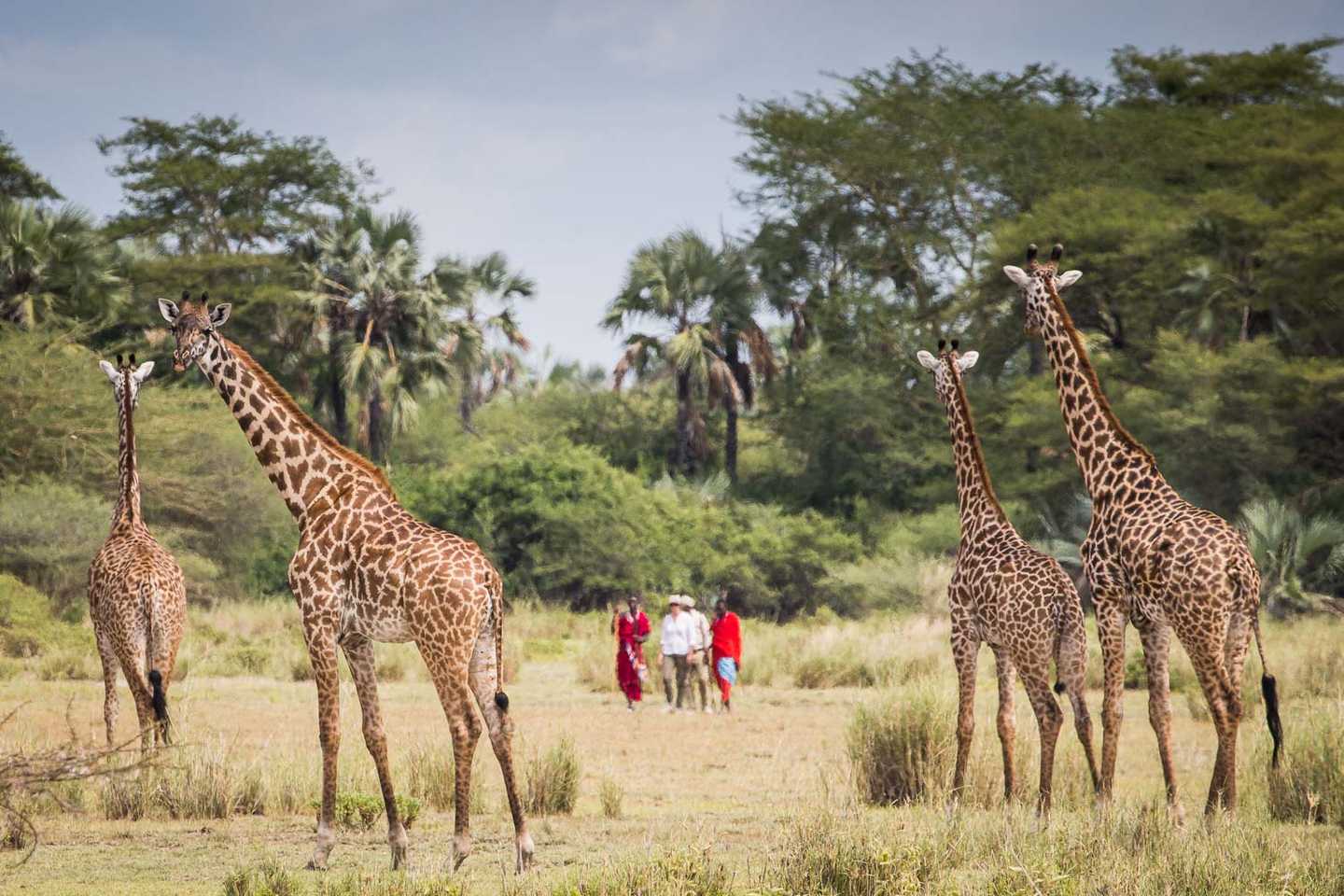 Giraffes in Tanzania 