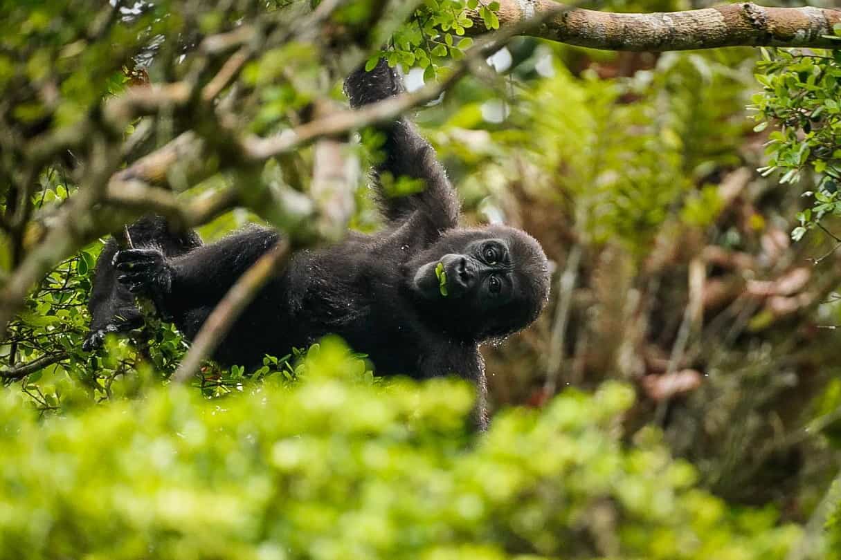 Gorilla in Odzala-Kokoua National Park