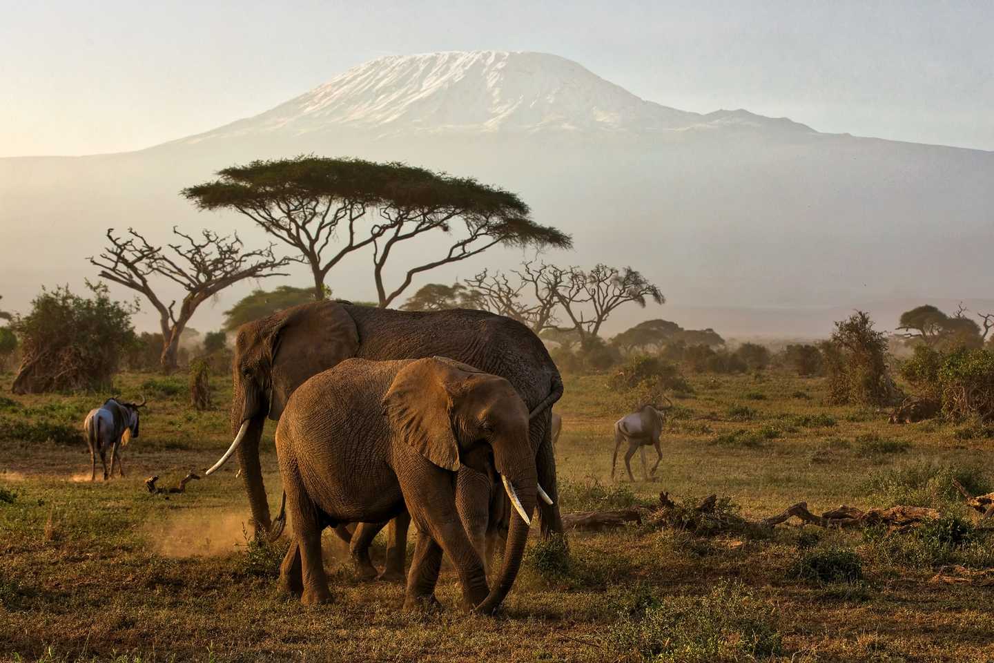 how to plan a safari in Tanzania