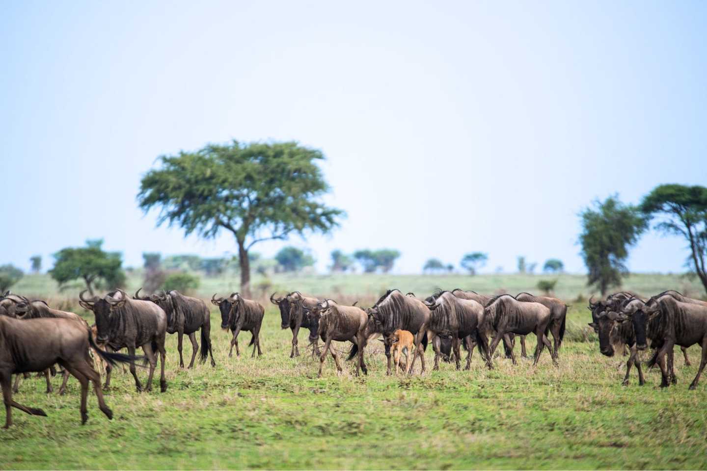 how to plan a safari in Tanzania