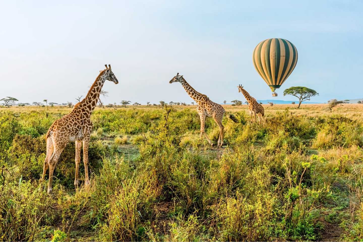 how to plan a safari in Tanzania