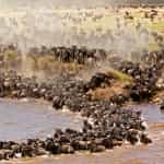 Timbuktu is Excellent