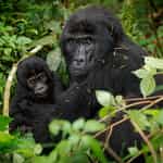 Girl's Gorilla Adventure