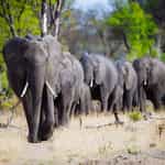 Professional personalized safari planning