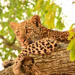 Two trips - both great work by Jonty & team